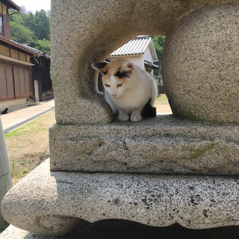 日本, 貓島, 旅行